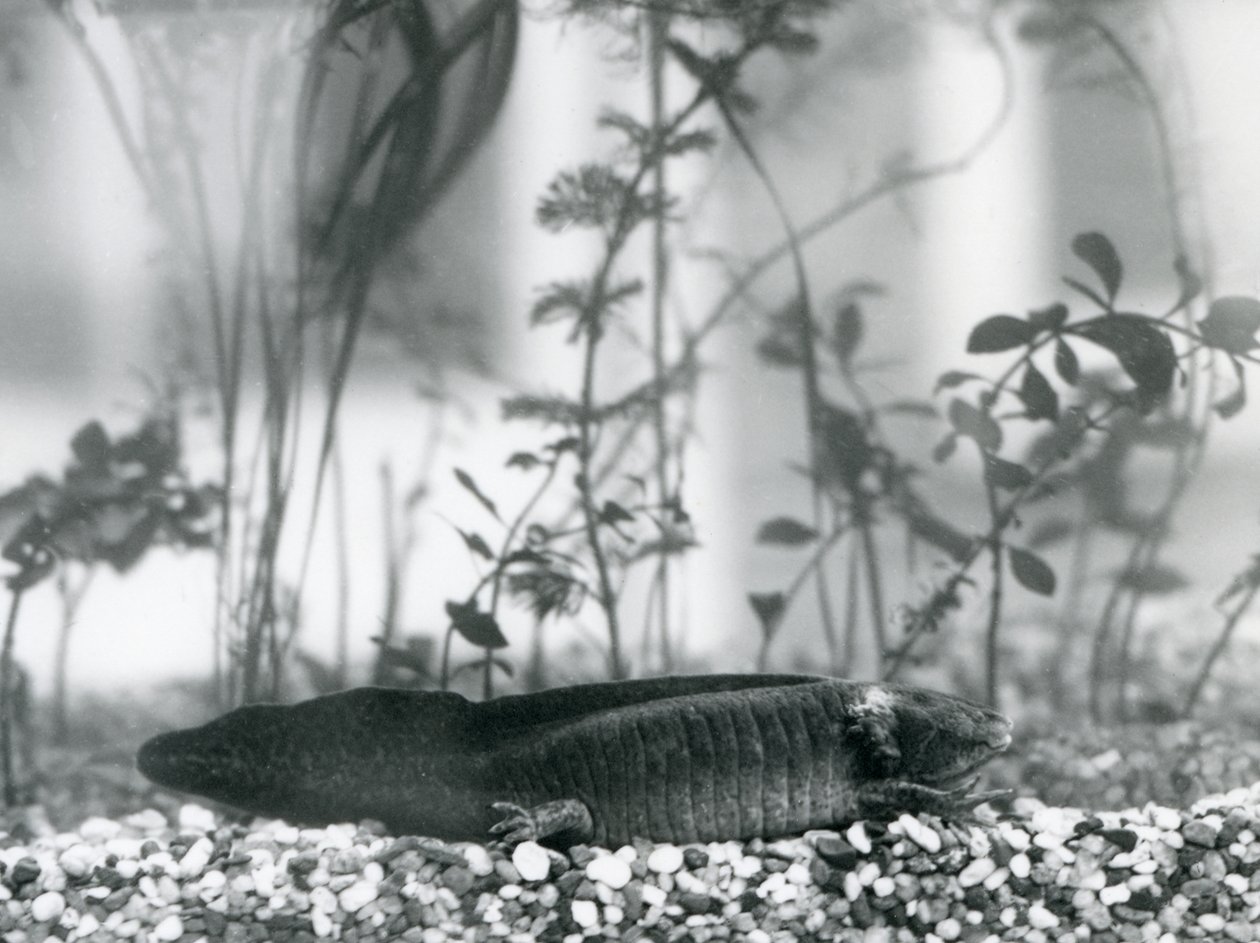 Egy fekete Axolotl/mexikói szalamandra kavicson nyugszik egy tartály padlóján a londoni állatkertben 1928-ban (f/w fotó) alkotó: Frederick William Bond