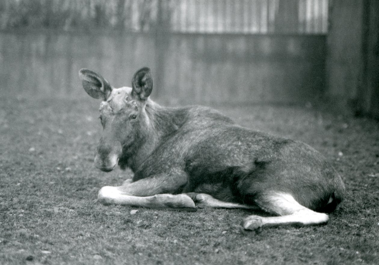 Egy ElkMoose bika, amelyen a közelmúltban lehullott agancsának hegei láthatók, fekve a londoni állatkertben, 1926. január alkotó: Frederick William Bond