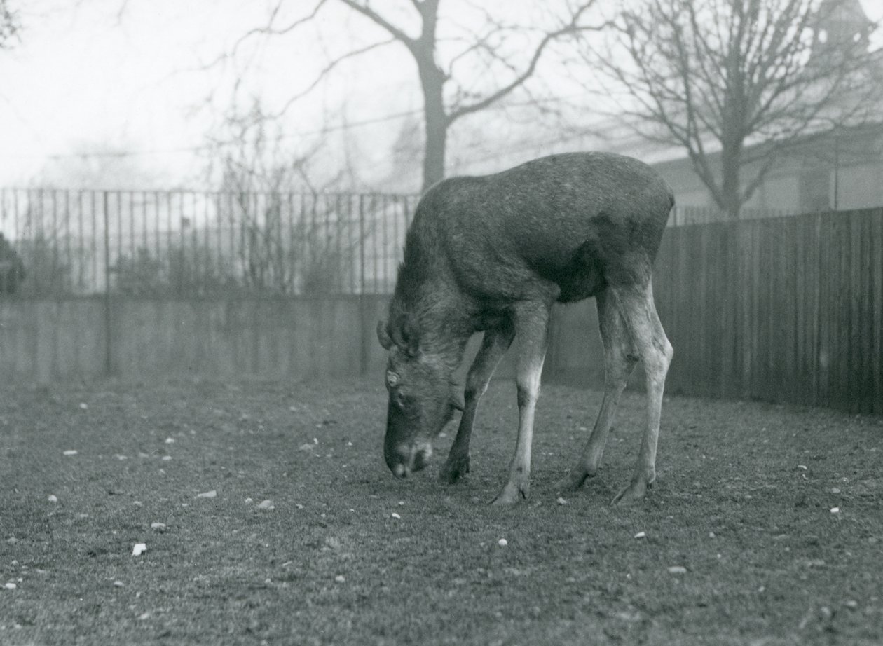 Egy Elk/Moose bika áll a karámjában, és lenyúl a fű felé, Londoni Állatkert, 1926. január (f/w fotó) alkotó: Frederick William Bond