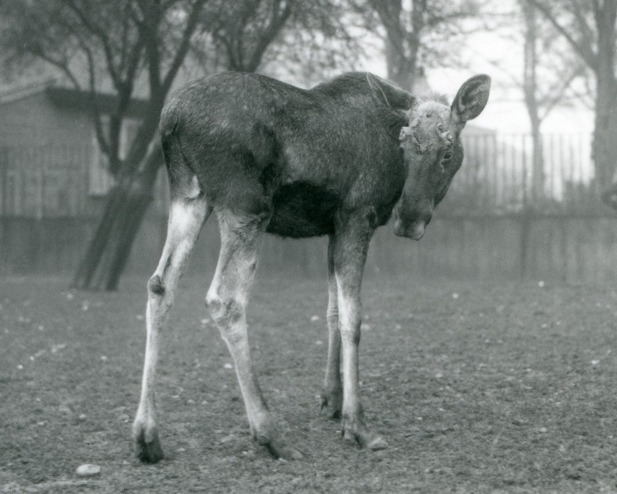 Egy ElkMoose bika, a közelmúltban hullatott agancs sebeivel a londoni állatkertben, 1926. január alkotó: Frederick William Bond