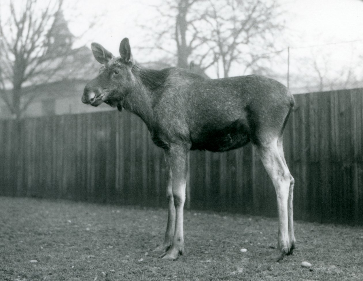Egy ElkMoose bika, a közelmúltban hullatott agancs sebeivel a londoni állatkertben, 1926. január alkotó: Frederick William Bond