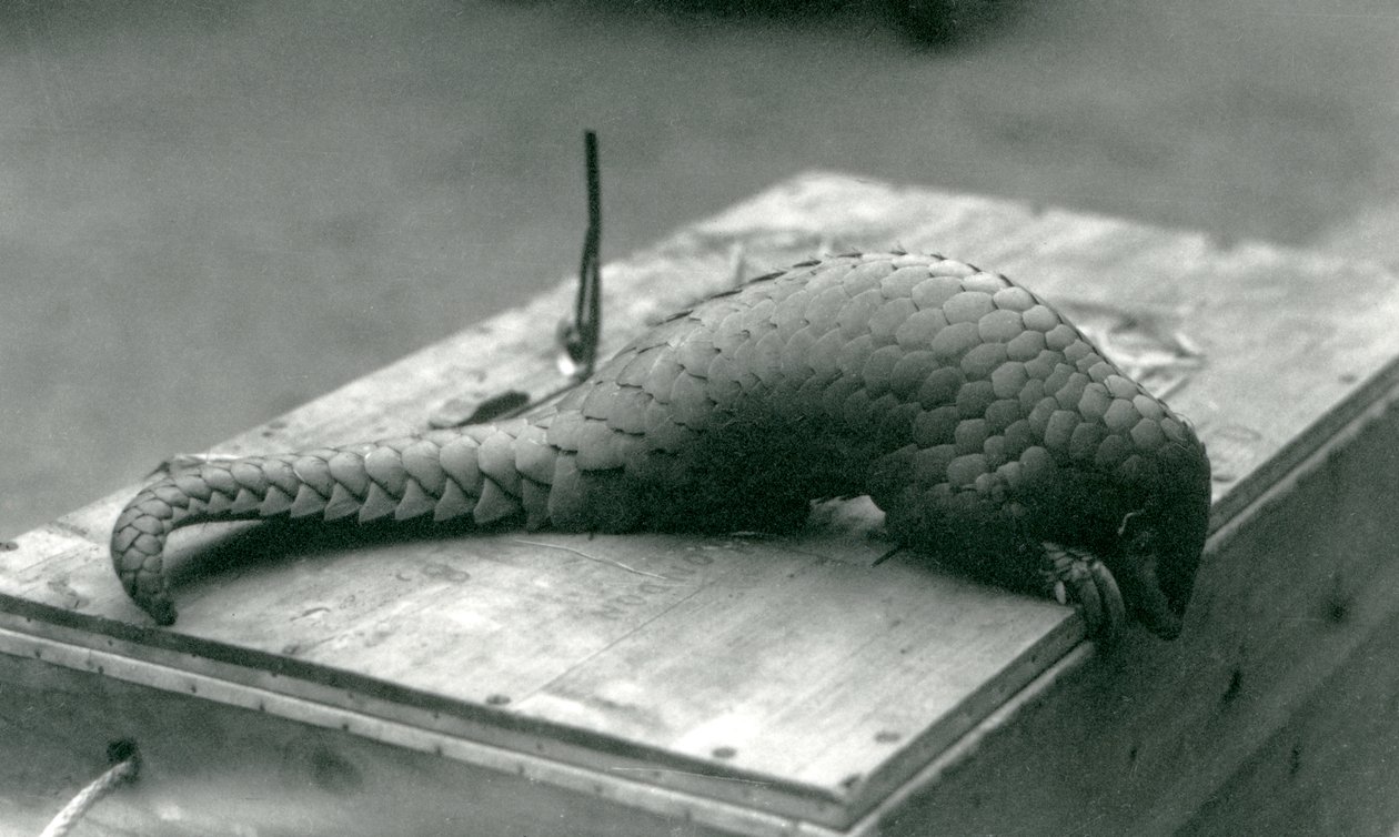 Egy súlyosan veszélyeztetett kínai pangolin leskelődik a faláda szélén, amelyen ül, Londoni Állatkert, 1925. július alkotó: Frederick William Bond