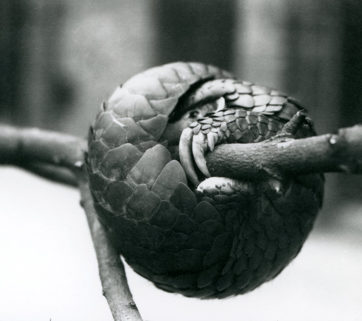 Kritikusan veszélyeztetett kínai pangolin pihen, vízszintes ág köré csavarodva, Londoni Állatkert, 1930 előtt alkotó: Frederick William Bond