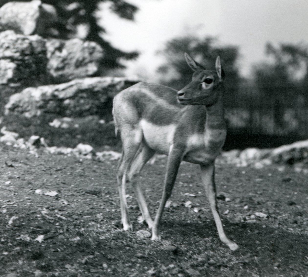 Egy nőstény Blackbuck a londoni állatkertben 1924-ben alkotó: Frederick William Bond