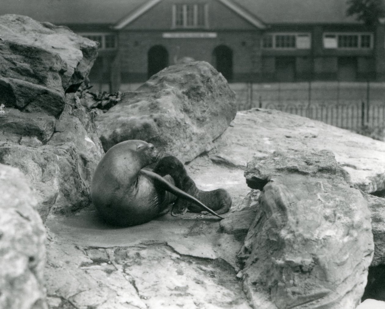 Egy nőstény kaliforniai oroszlánfóka egy sziklás teraszon feküdt, miközben eteti kölykét, Londoni Állatkert, 1925. július alkotó: Frederick William Bond