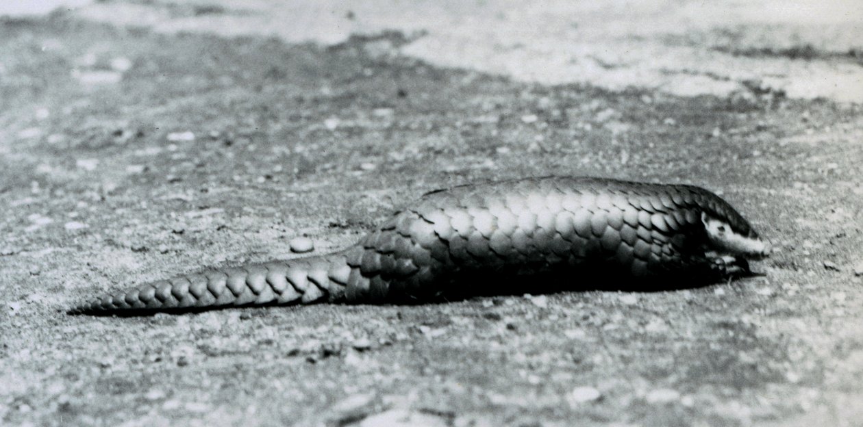 Egy nőstény kínai Pangolin a londoni állatkertben 1925 augusztusában alkotó: Frederick William Bond