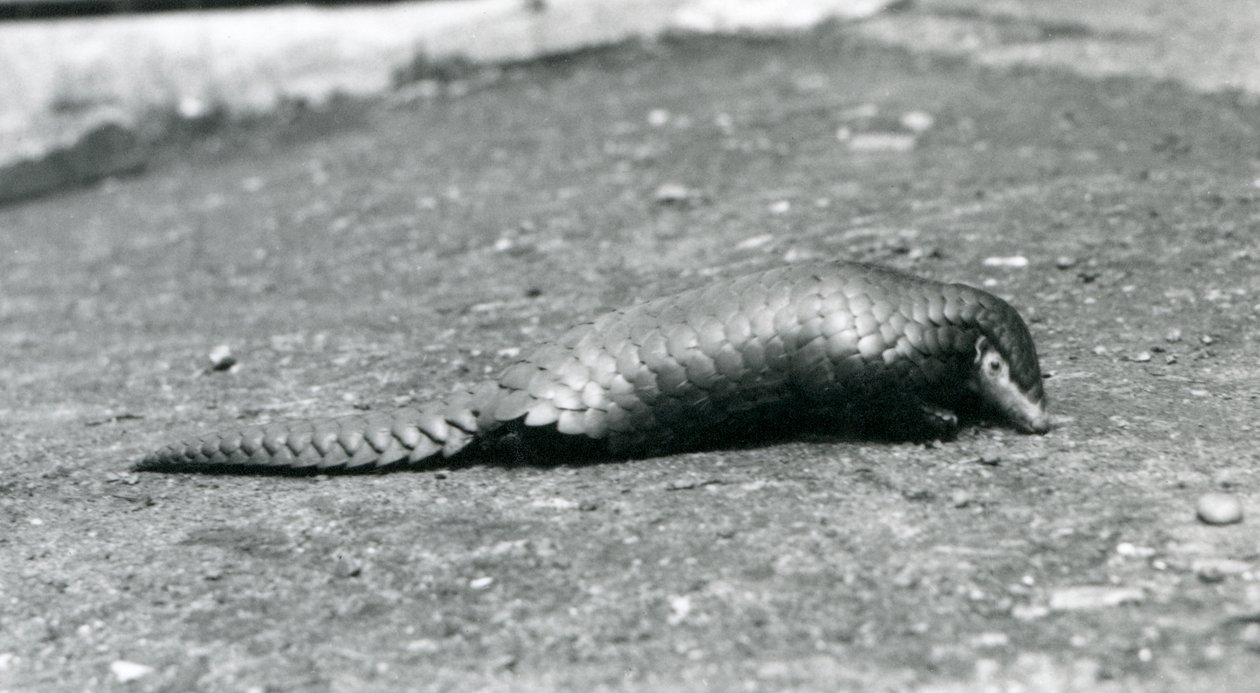 Egy nőstény kínai Pangolin a londoni állatkertben 1925 augusztusában alkotó: Frederick William Bond