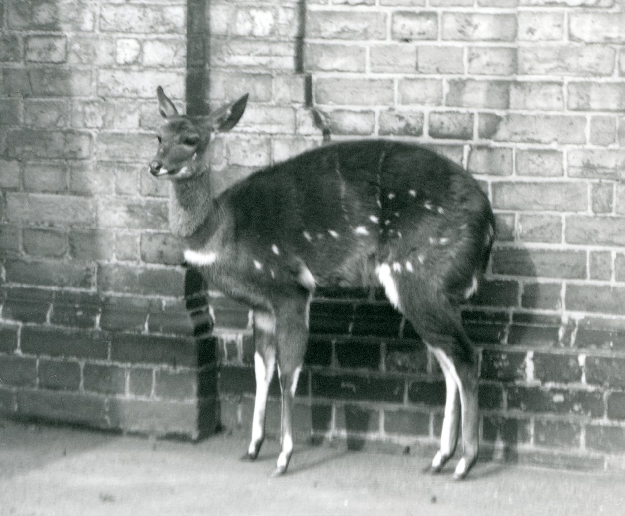 Egy nőstény ImbabalaCape Bushbuck a falnak támaszkodva a londoni állatkertben, 1927. október 6. alkotó: Frederick William Bond