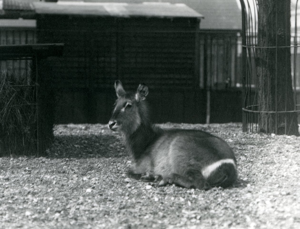 Egy nőstény Waterbuck, Kobus ellipsiprymnus, a londoni állatkertben ülve, 1924 júniusában alkotó: Frederick William Bond