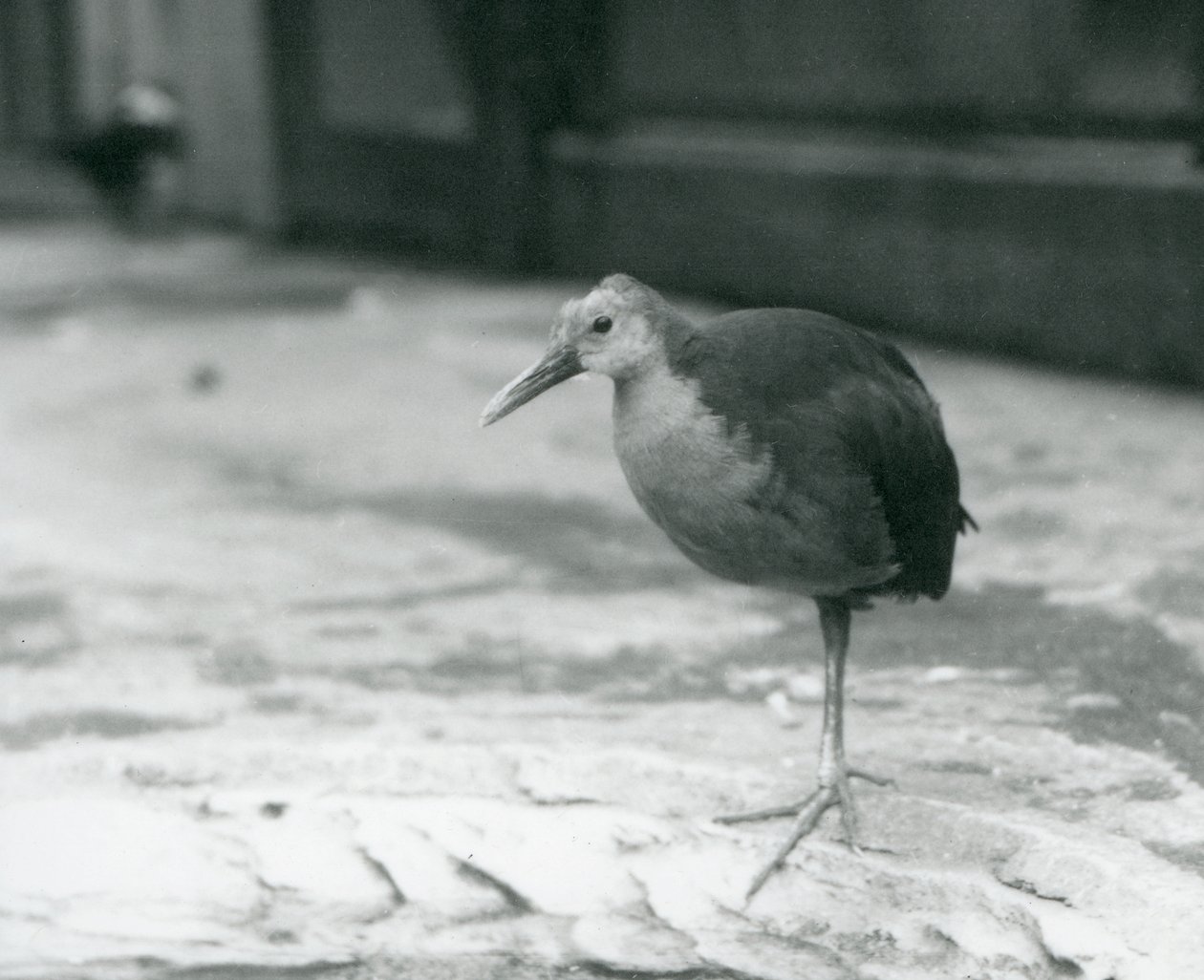 Szürke nyakú fakorlát vagy szürke burkolatú fakorlát (Aramides cajaneus), amely egy lábon állt a londoni állatkertben 1927 szeptemberében alkotó: Frederick William Bond