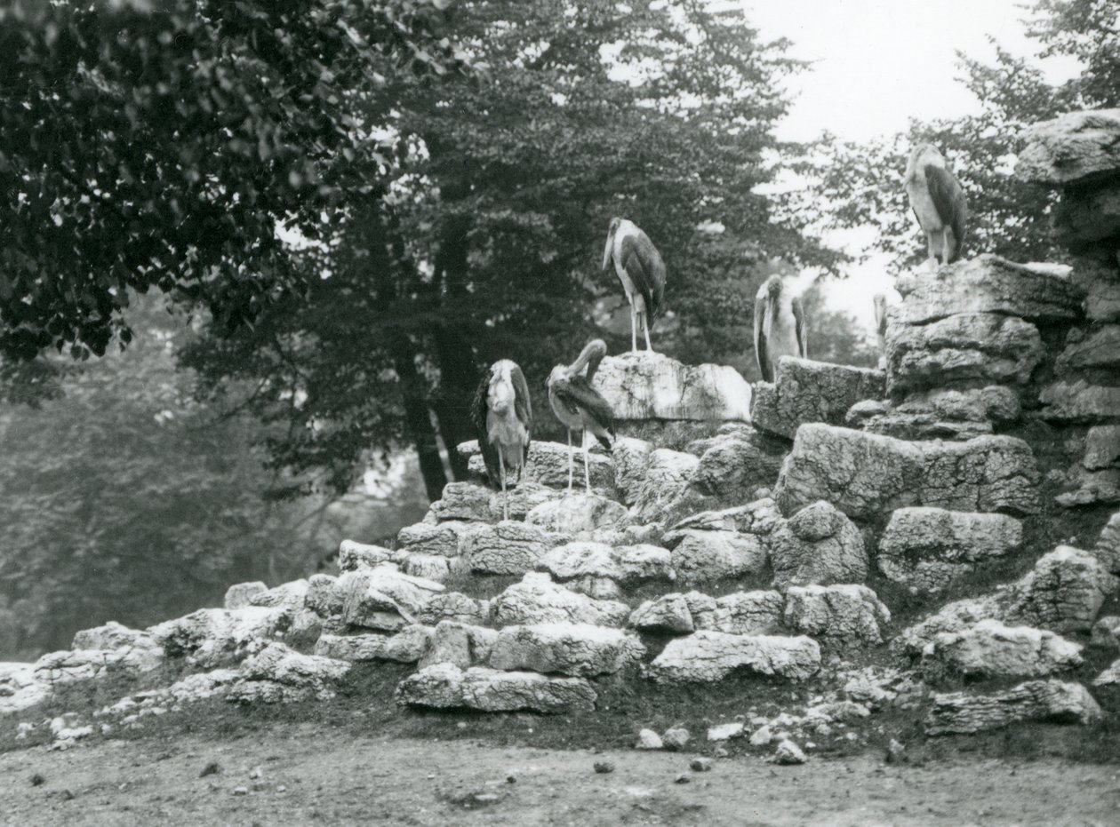 Egy öttagú marabu gólyacsoport sziklákon áll a londoni állatkert Antilop Paddockjában 1928-ban (f/w fotó) alkotó: Frederick William Bond