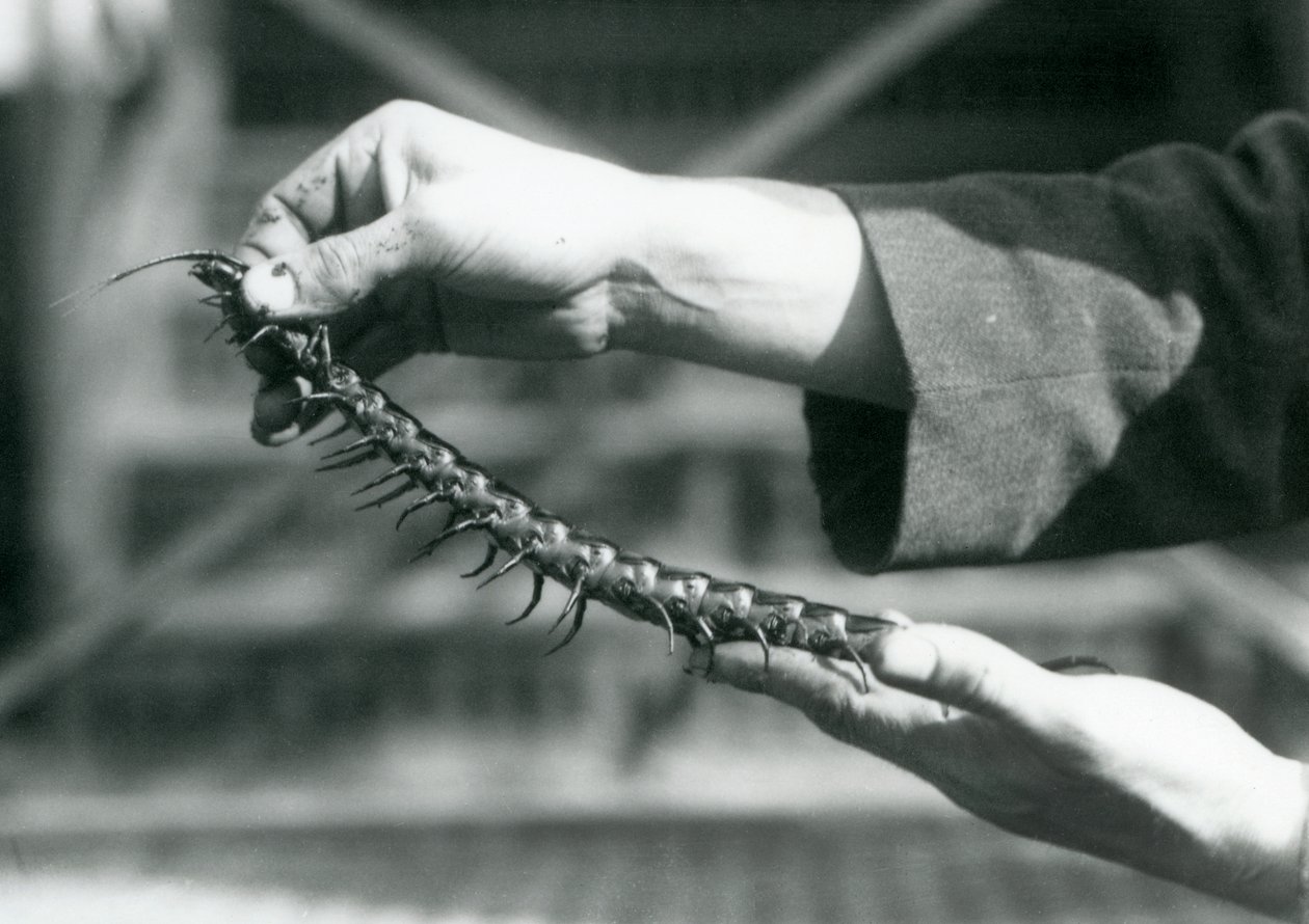 Egy állattartó, aki egy óriási százlábút tart a kezében, Londoni Állatkert, 1927 alkotó: Frederick William Bond
