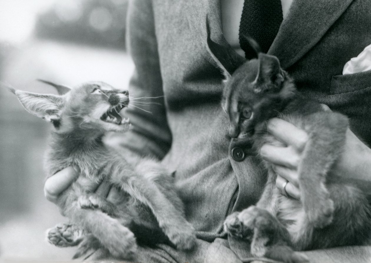 Egy állattartó, aki egy pár Caracal cicát tart az ölében, Londoni Állatkert, 1924 alkotó: Frederick William Bond
