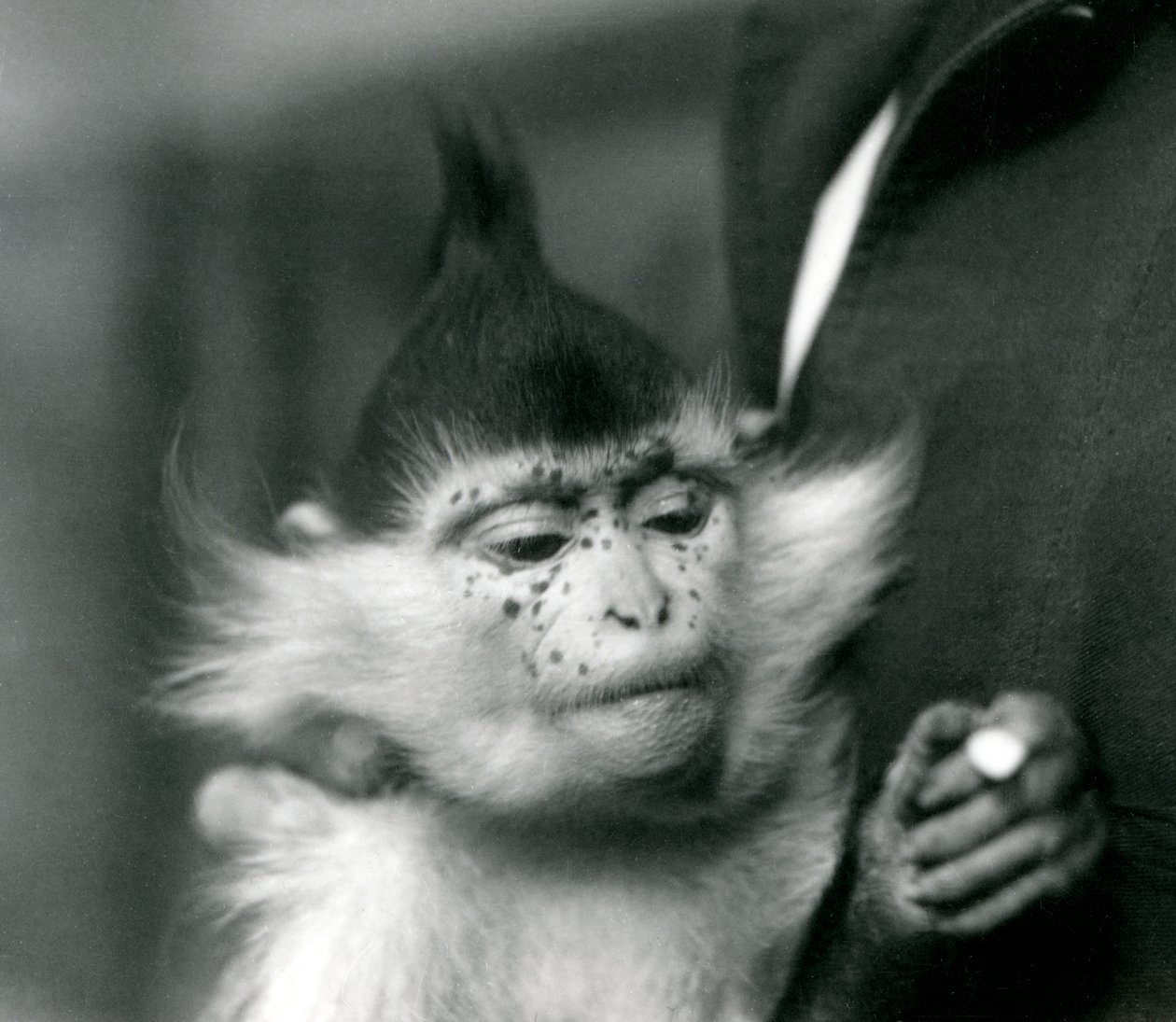Egy állattartó szeplők, fekete tarajos vagy Kongói Mangabey, Londoni Állatkert, 1924 alkotó: Frederick William Bond