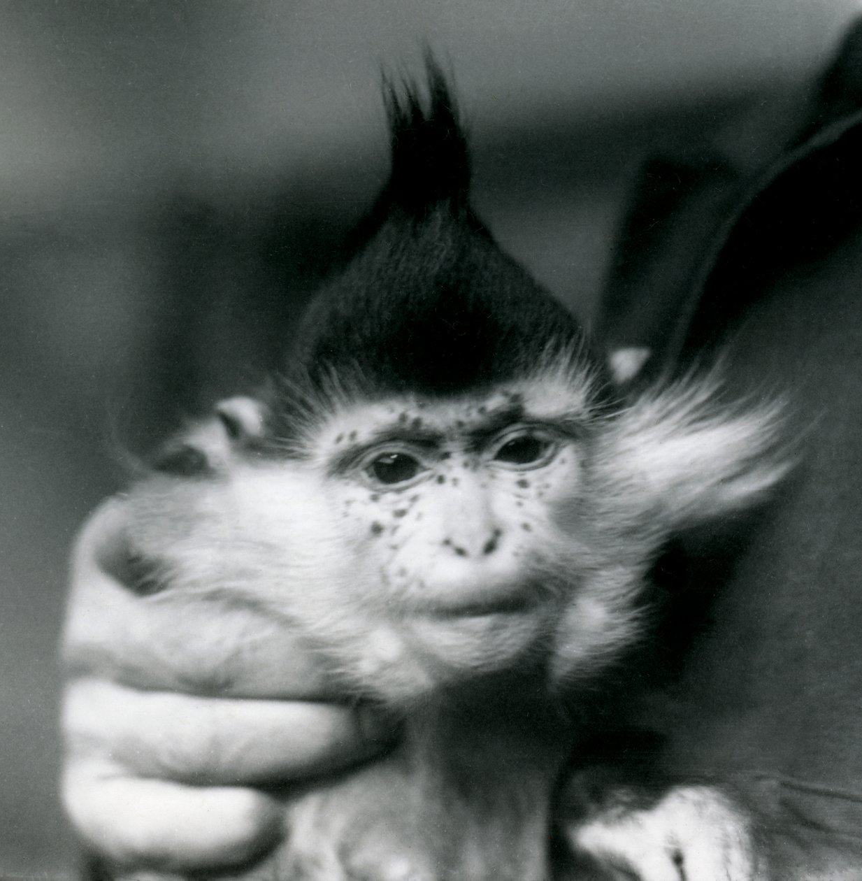 Egy állattartó szeplők, fekete tarajos vagy Kongói Mangabey, Londoni Állatkert, 1924 alkotó: Frederick William Bond