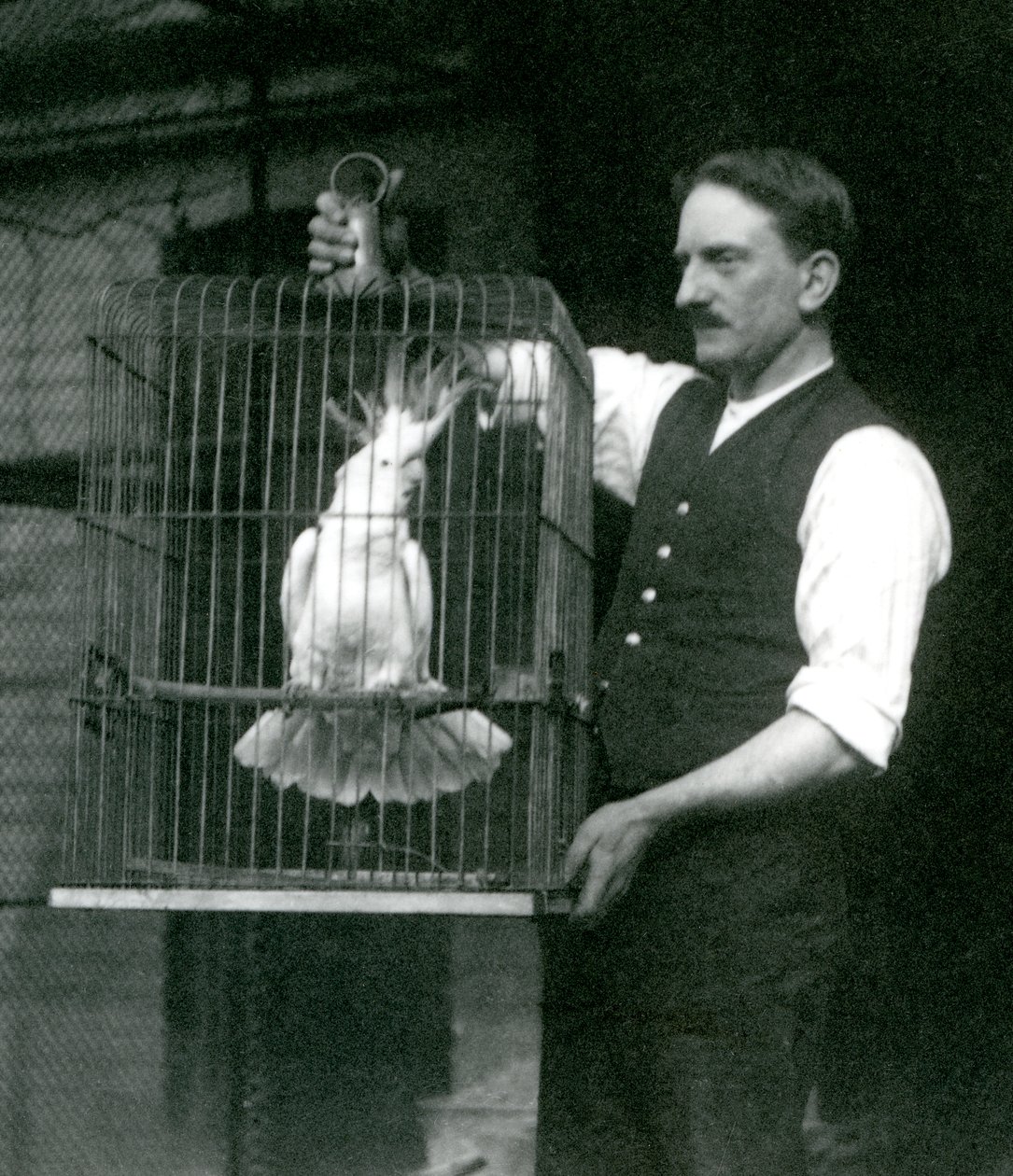 Egy állattartó egy kénes tarajos kakadút, Jade-et tart a ketrecében a londoni állatkertben 1924 októberében alkotó: Frederick William Bond