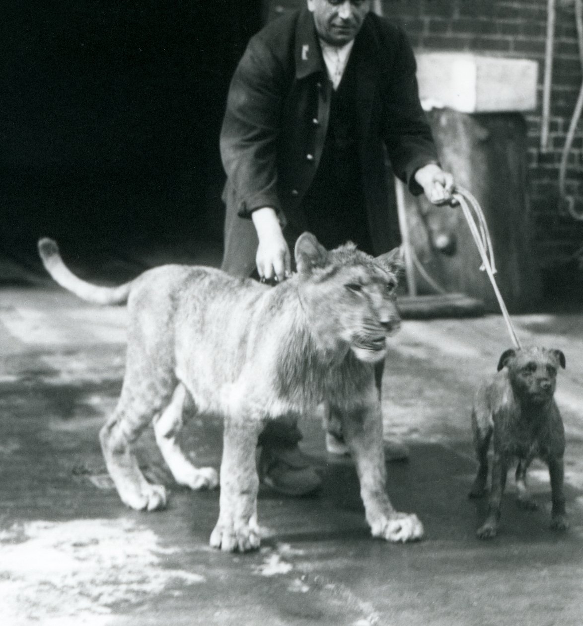 Egy állattartó kutyát és fiatal oroszlánt sétálni, Londoni Állatkert, 1925. augusztus (f/w fotó) alkotó: Frederick William Bond