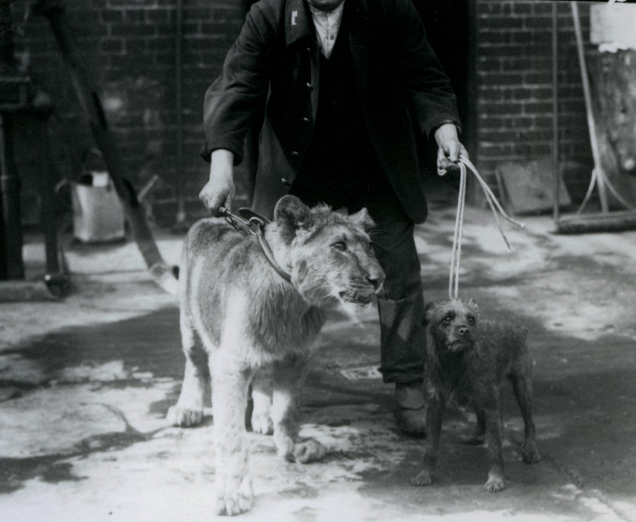 Egy állattartó, aki egy ír terriert és egy fiatal oroszlánt vezet sétálni, londoni állatkert, 1925. szeptember alkotó: Frederick William Bond