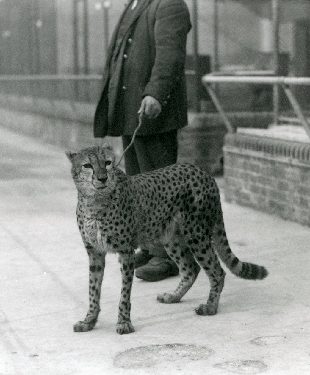 Egy őr gepárddal az élen, a londoni állatkert alkotó: Frederick William Bond