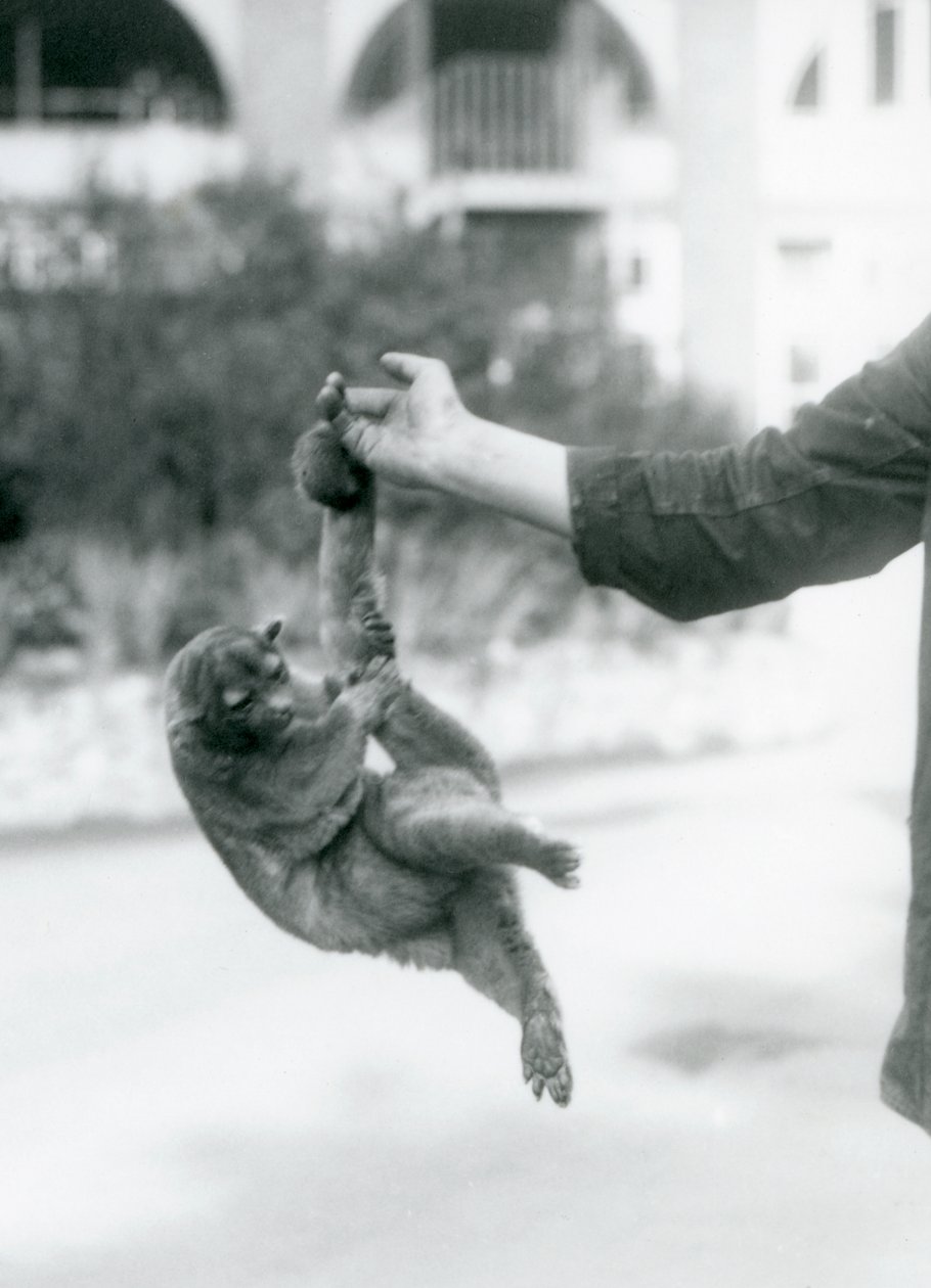 Egy kinkajou, amely az őrző ujjára függesztett a markoló farkánál fogva, Londoni Állatkert, 1925. szeptember alkotó: Frederick William Bond