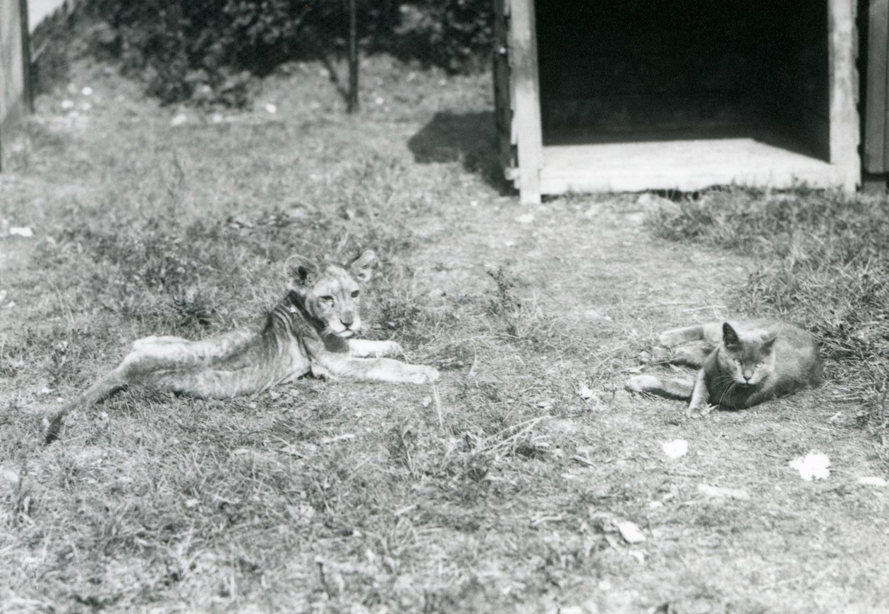 Egy oroszlánkölyök hever a pázsiton, egy nyitott faláda közelében, házimacskával, Londoni Állatkert, 1925. július alkotó: Frederick William Bond
