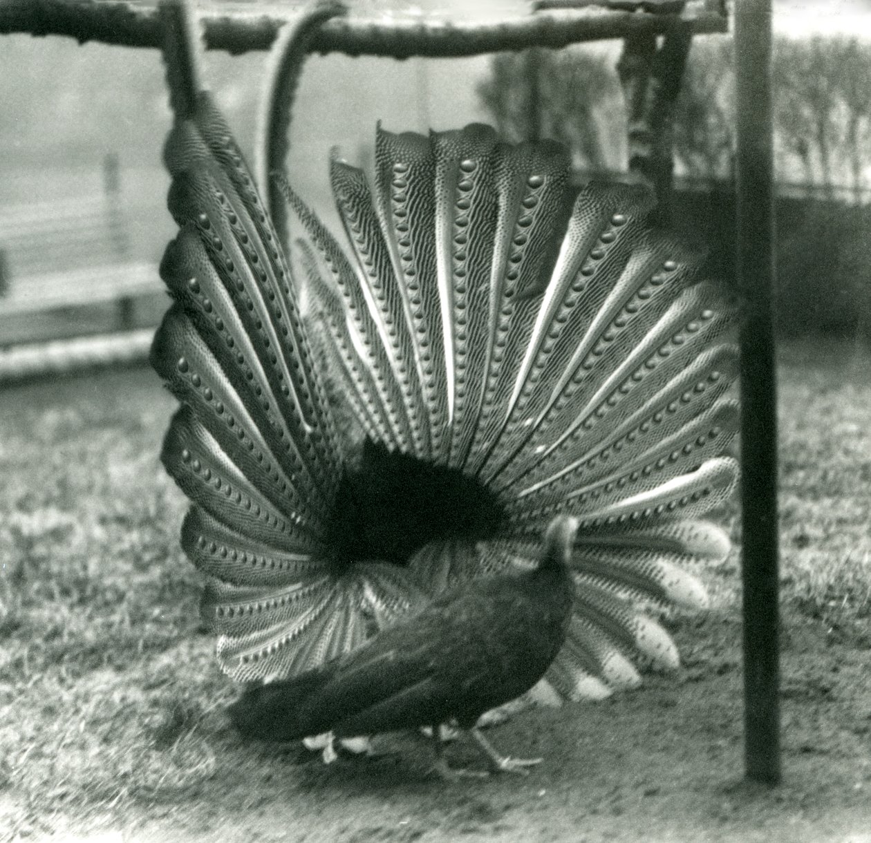 Egy hím Argus Fácán Nagy Argus udvarlási bemutató, mellette egy nőstény, Londoni Állatkert, 1926. január alkotó: Frederick William Bond