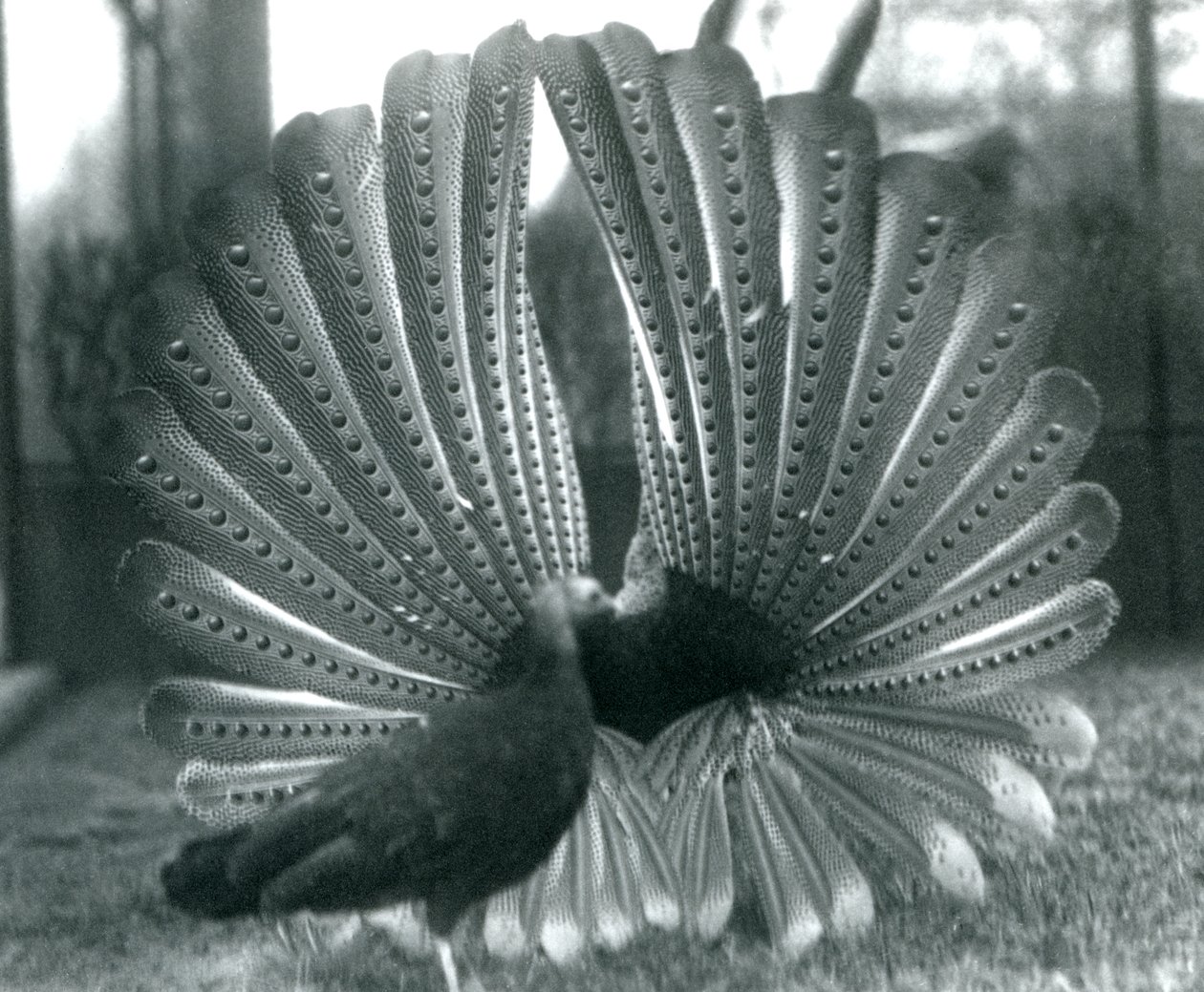 Egy hím Argus Fácán Nagy Argus udvarlási bemutató, mellette egy nőstény, Londoni Állatkert, 1926. január alkotó: Frederick William Bond