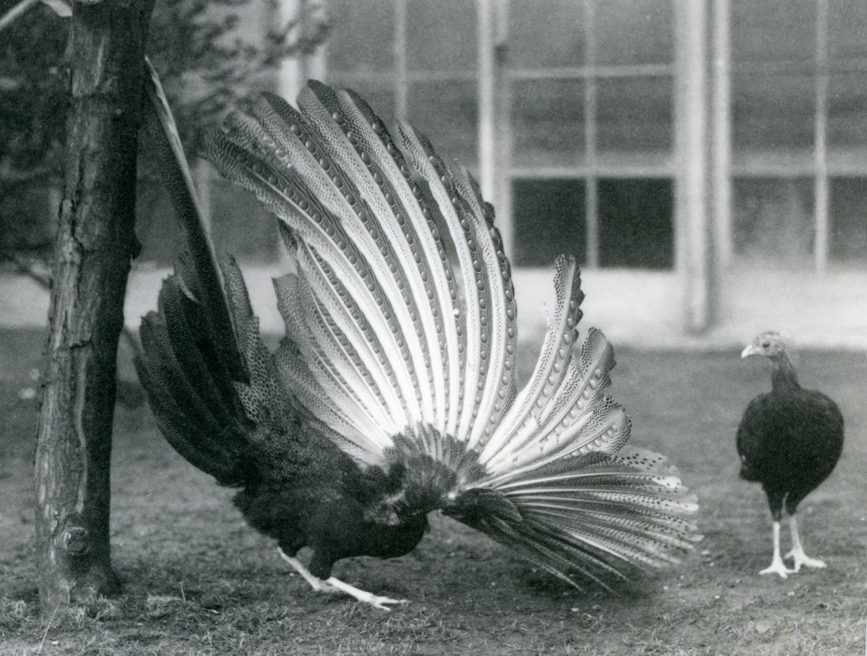 Egy hím Argus-fácán, vagy Nagy Argus, szárny- és farktollait mutatja, míg egy nőstény áll előtte, Londoni Állatkert, 1926. január alkotó: Frederick William Bond