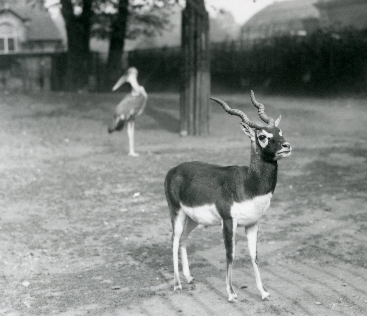 Egy hím blackbuck vagy indiai antilop a londoni állatkert kifutójában áll, 1926. október (f/w fotó) alkotó: Frederick William Bond