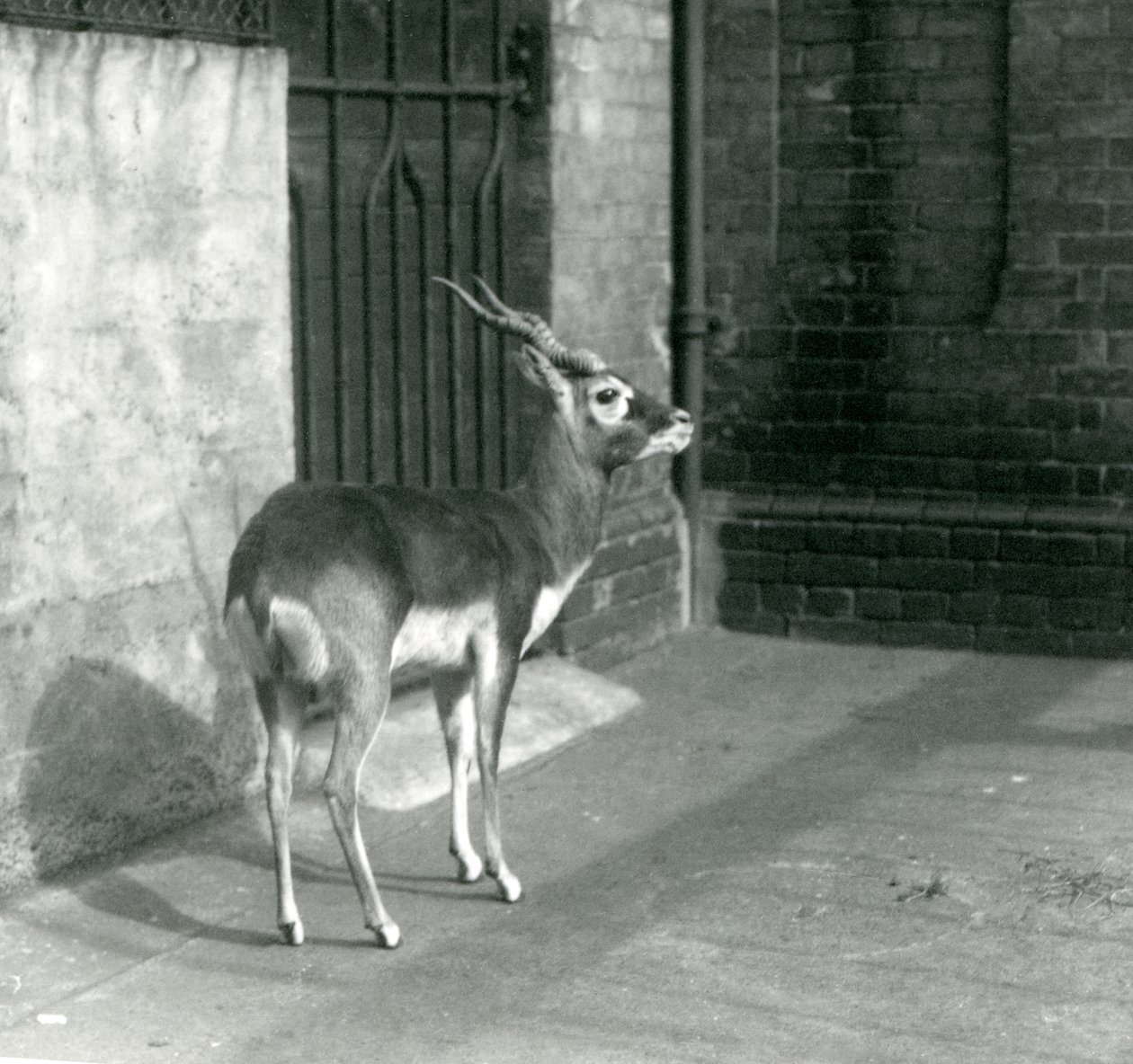 Egy hím Blackbuck a londoni állatkert kikertjében állt 1925 júniusában alkotó: Frederick William Bond