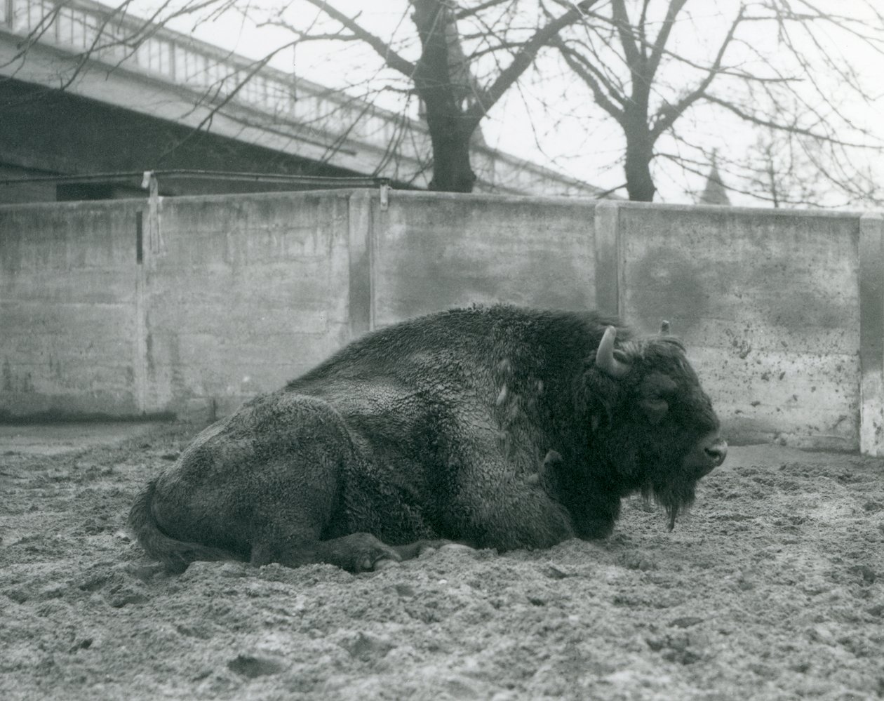 Egy hím európai bölény a füvön fekszik karámjában, a londoni állatkertben, 1927 alkotó: Frederick William Bond