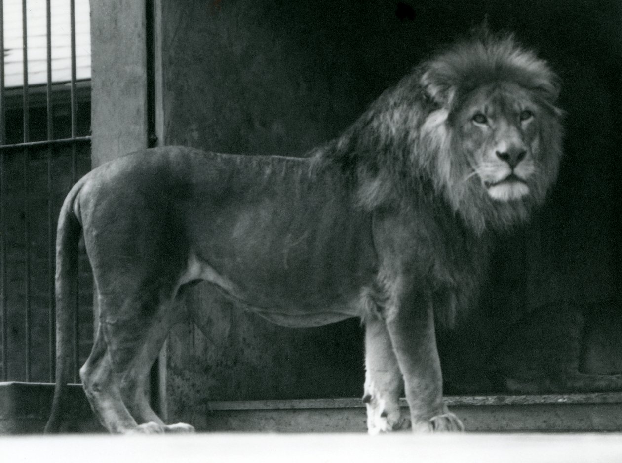 Egy hím oroszlán a londoni állatkertben, 1924. június alkotó: Frederick William Bond