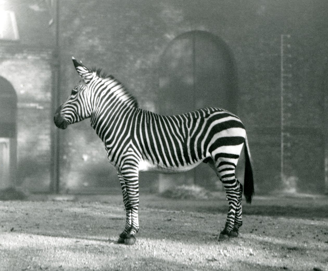 Egy hím hegyi zebra x Hartmann-hegyi zebra a londoni állatkert karámjában állt 1927 szeptemberében alkotó: Frederick William Bond