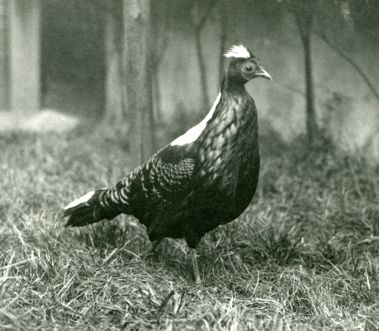 Egy hím Swinhoes-fácán a londoni állatkertben, 1923. szeptember alkotó: Frederick William Bond