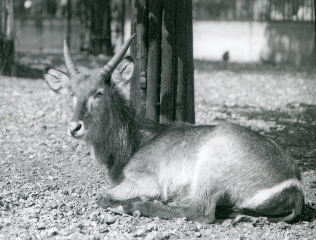 Egy hím Waterbuck, Kobus ellipsiprymnus, a londoni állatkert kikertjében ül, 1920-as években alkotó: Frederick William Bond
