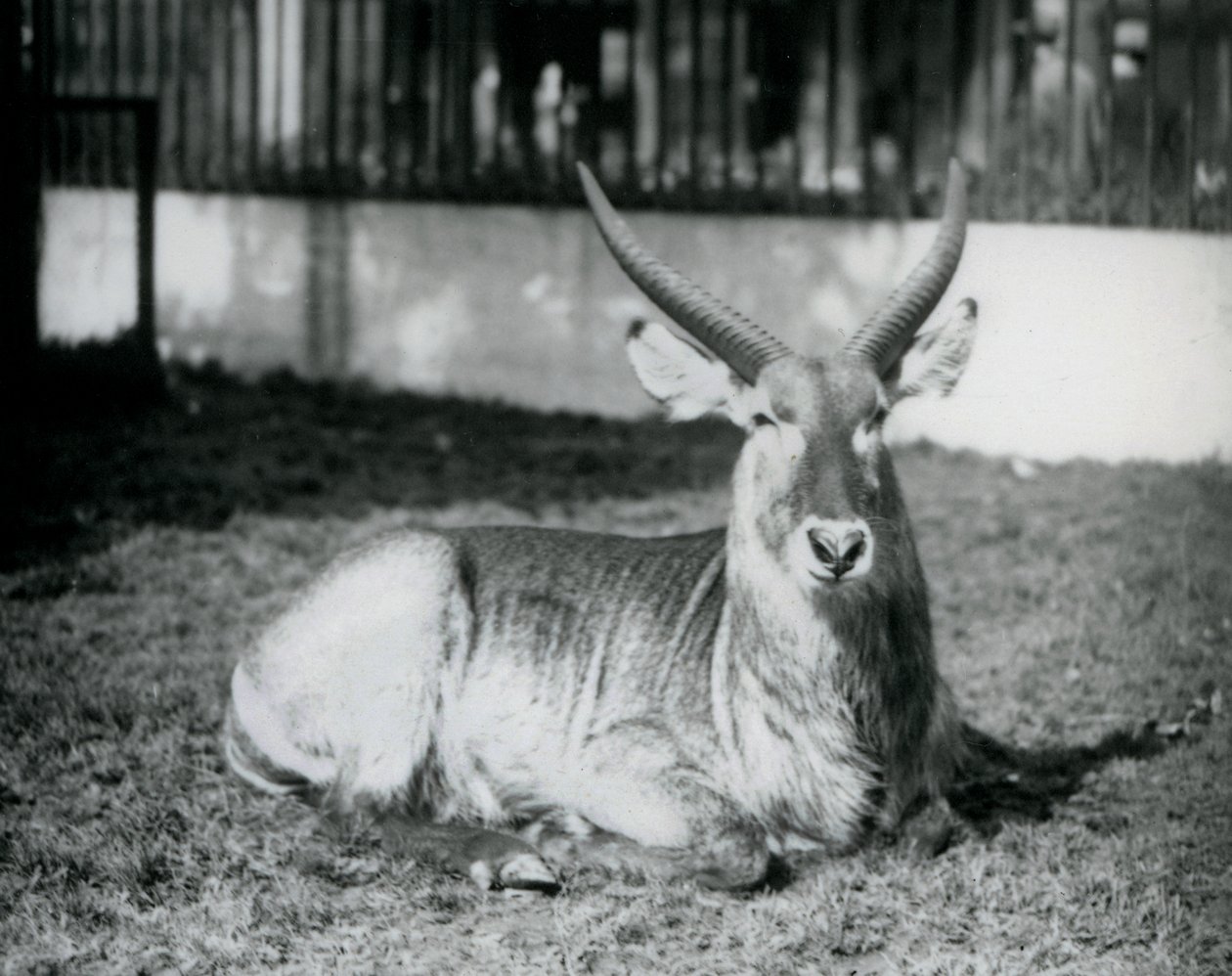 Egy hím Waterbuck a füvön feküdt karámjában a londoni állatkertben 1928-ban (f/w fotó) alkotó: Frederick William Bond
