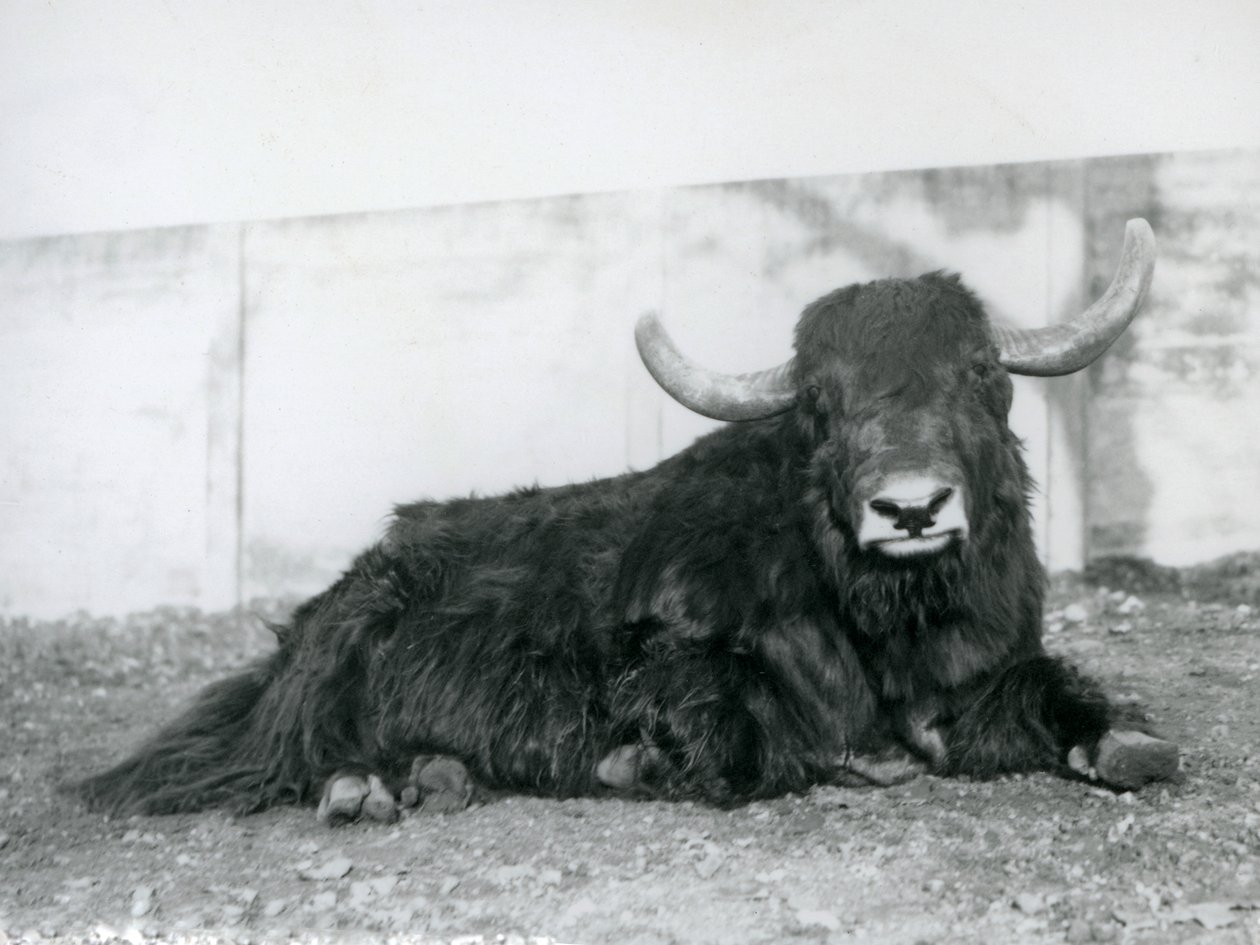 Egy hím jak a londoni állatkert kikertjében feküdt 1928-ban (f/w fotó) alkotó: Frederick William Bond