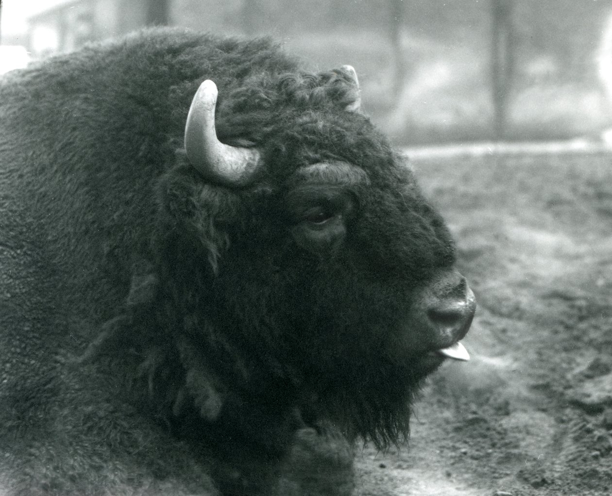 Egy hím/bika európai bölény, Londoni Állatkert, 1928. február (f/w fotó) alkotó: Frederick William Bond