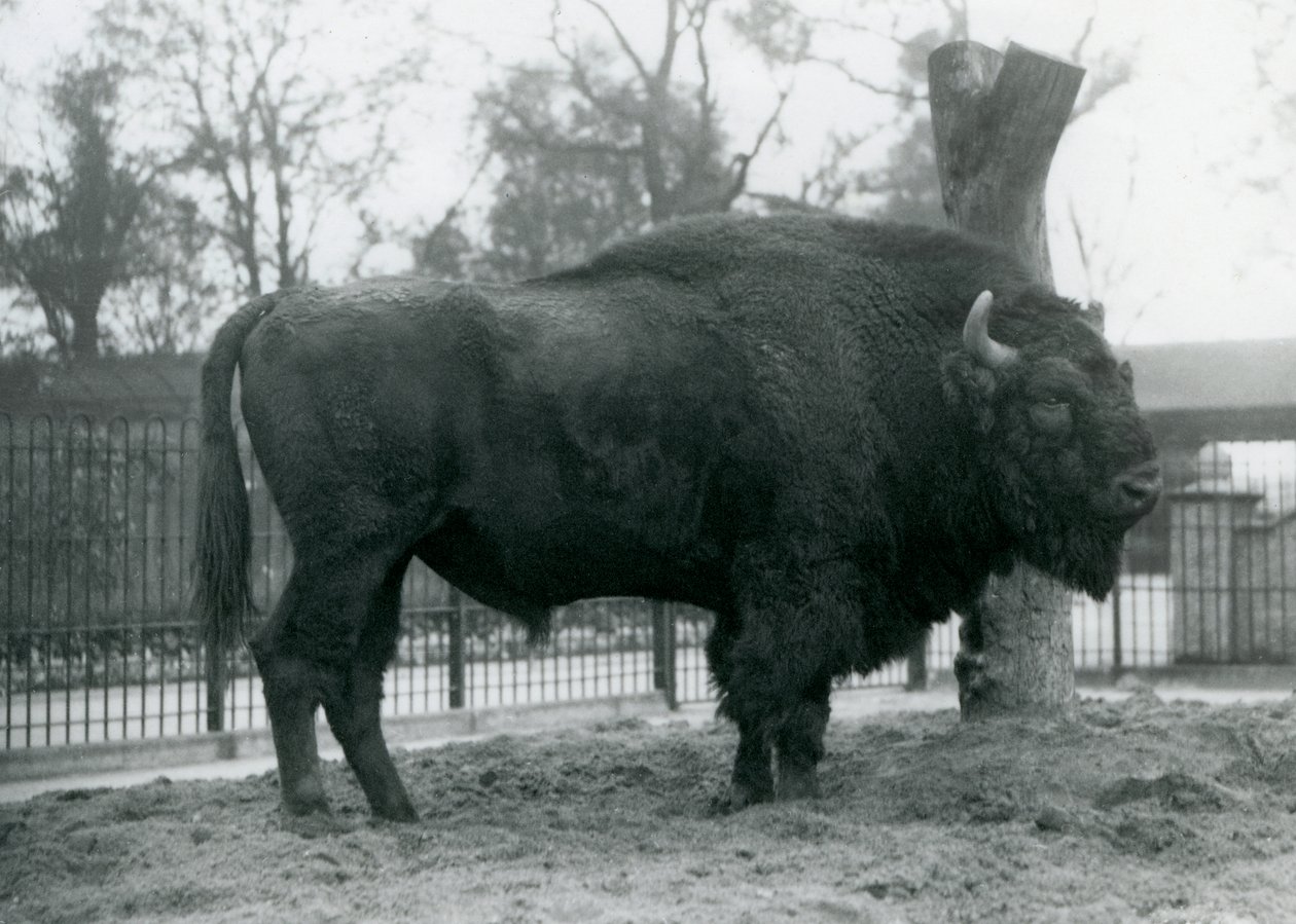 Egy malebull európai bölény áll a füvön a karámjában. Londoni Állatkert, 1927. október. A sebezhető európai bölényt Wisentnek vagy európai erdei bölénynek is nevezik. alkotó: Frederick William Bond