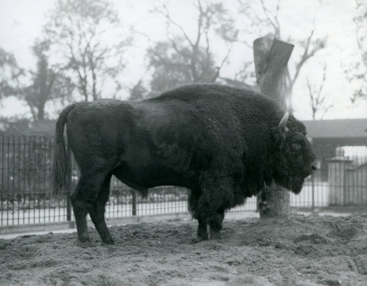Egy malebull európai bölény áll a füvön a karámjában. Londoni Állatkert, 1927. október. A sebezhető európai bölényt Wisentnek vagy európai erdei bölénynek is nevezik. alkotó: Frederick William Bond