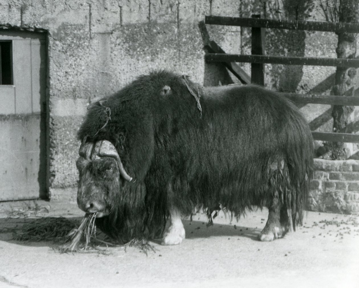 1931-ben a londoni állatkert karámjában eszik egy érett pézsmaökör, más néven pézsmaökör és pézsmaökör, állva (f/w fotó) alkotó: Frederick William Bond