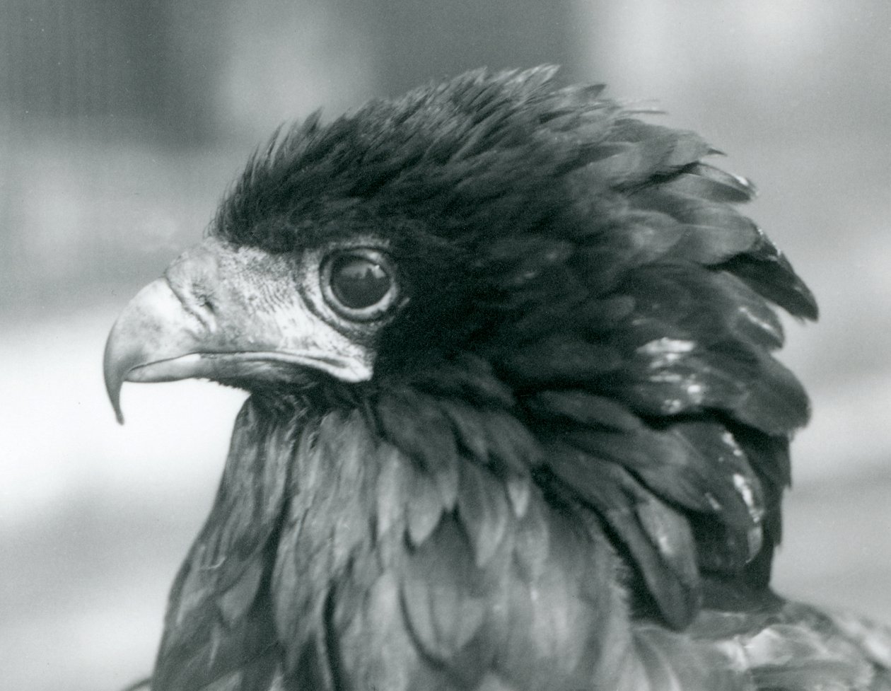 Egy majdnem fenyegetett Bateleur Eagle a londoni állatkertben 1927-ben alkotó: Frederick William Bond
