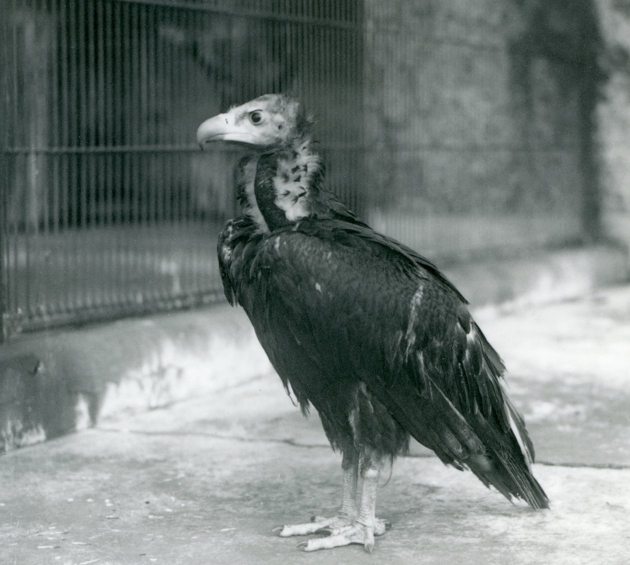 Egy majdnem veszélyeztetett eurázsiai fekete keselyű a londoni állatkertben, 1927 alkotó: Frederick William Bond