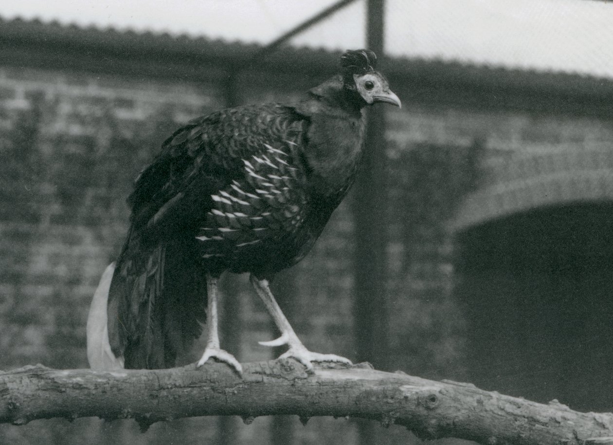 Egy majdnem fenyegetett Viellots Fireback vagy Crested Fireback, egy ágon állva, Londoni Állatkert, 1927 alkotó: Frederick William Bond