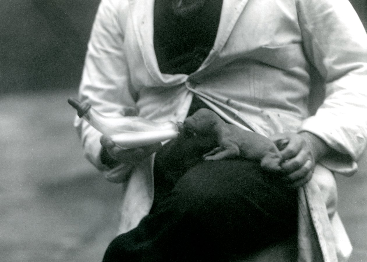 Egy újszülött oroszlánkölyköt a gazdája, a Londoni Állatkert, 1923-ban palackból etet alkotó: Frederick William Bond