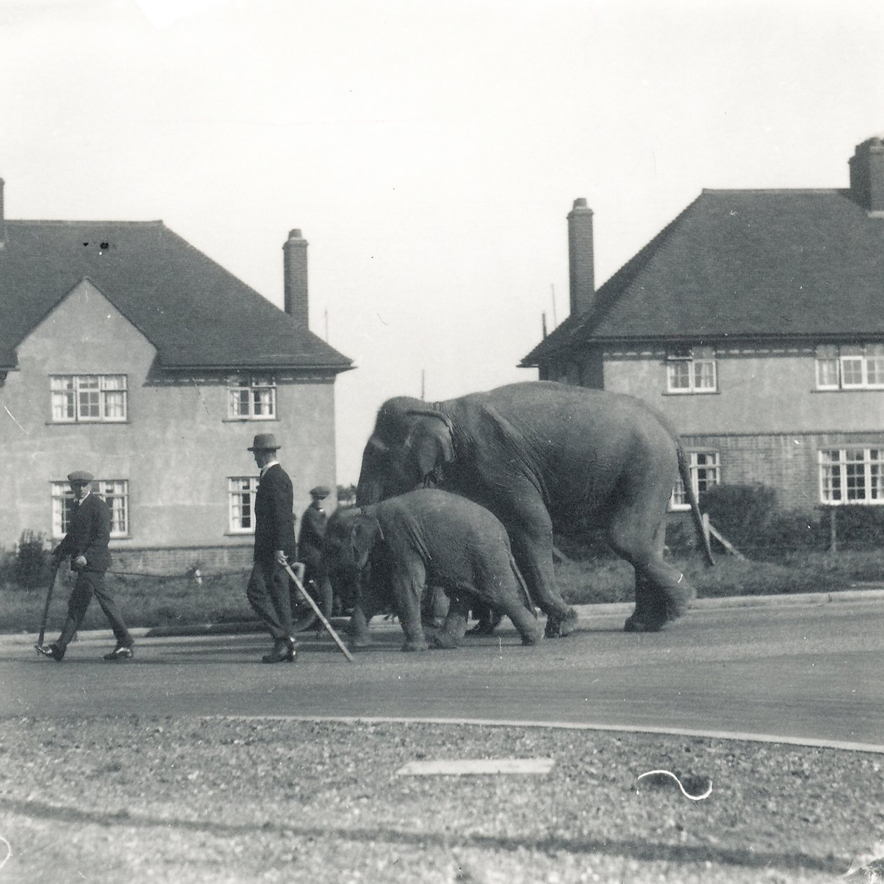 Egy pár indiai elefánt Tilburyből ZSL Whipsnade-be sétál alkotó: Frederick William Bond