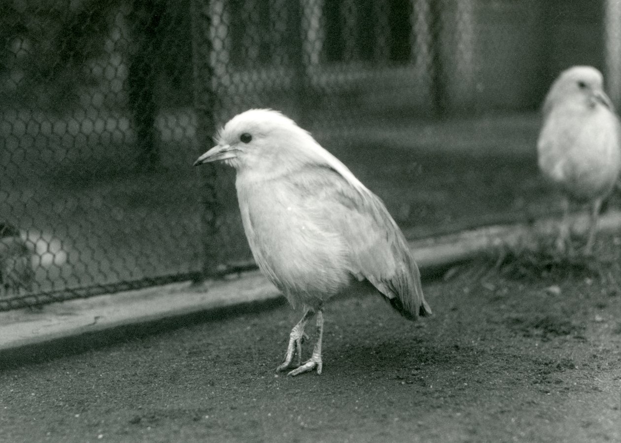 Egy pár kagus vagy Cagous a londoni állatkertben, 1927. alkotó: Frederick William Bond