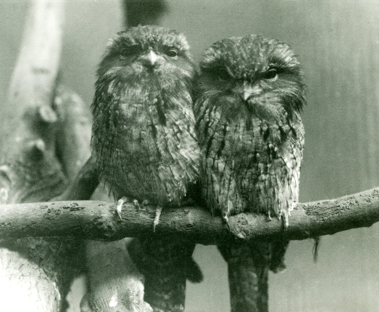 Egy pár Tawny Frogmouth egy ágon ül a londoni állatkertben 1924-ben alkotó: Frederick William Bond