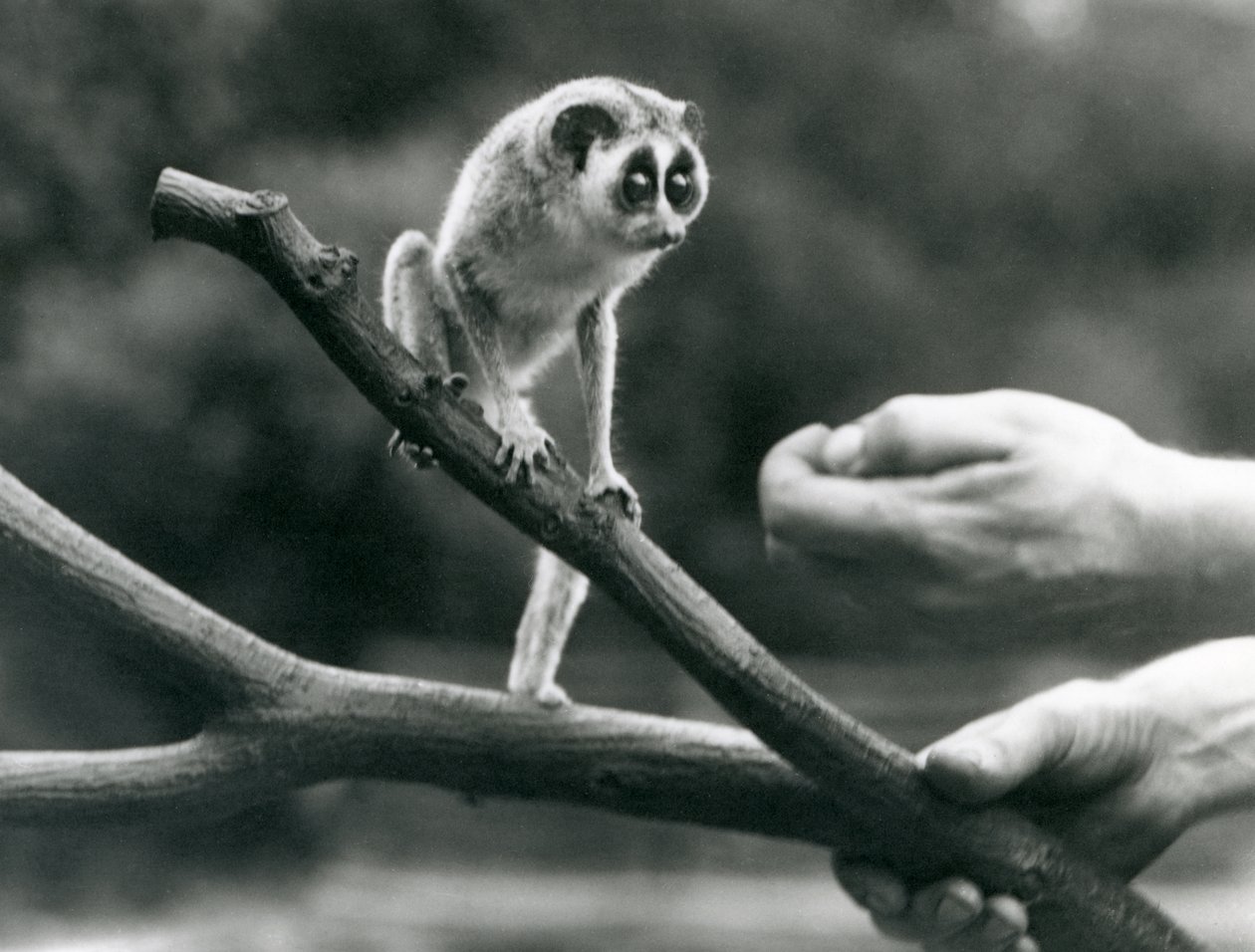 Egy karcsú loris egy állattartó által tartott ágon, Londoni Állatkert, 1926. augusztus alkotó: Frederick William Bond