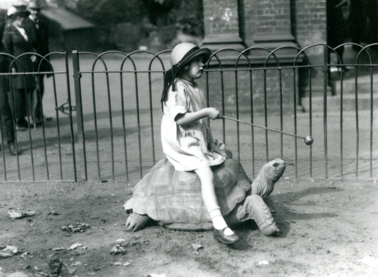 Egy kicsi lány, Betty, egy botot tart, melynek végén alma, hogy vezesse az óriásteknőst, amin lovagol, Londoni Állatkert, 1924 alkotó: Frederick William Bond